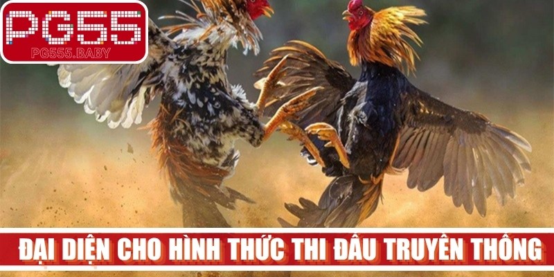 Đá gà Thomo đỉnh cao đại diện cho hình thức thi đấu truyền thống