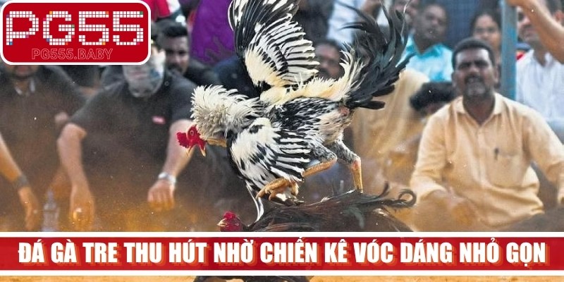 Đá gà tre thu hút nhờ những chiến kê vóc dáng nhỏ gọn, mạnh mẽ